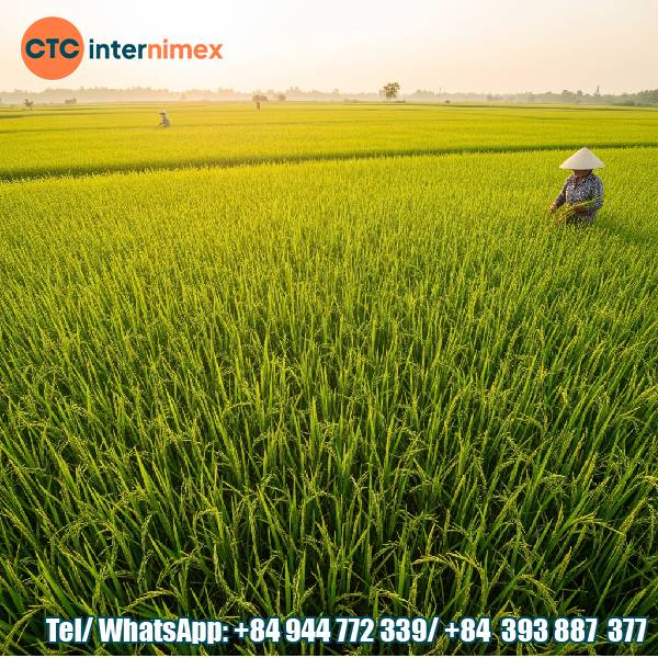 Vietnamese Rice: Superior Quality & Global Leading Position